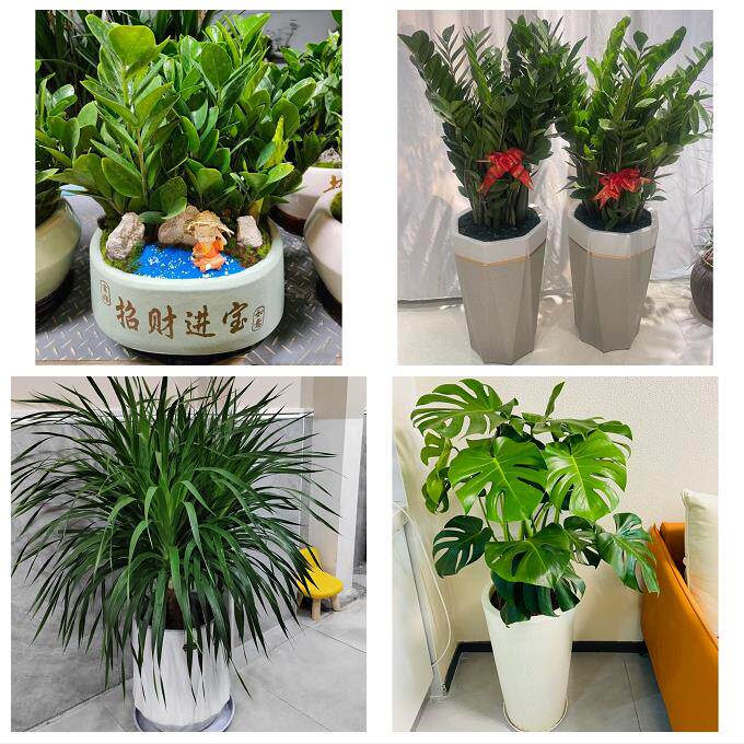 开业乔迁绿植发财树绿萝送德阳市广汉市什邡市绵竹市同城花店配送