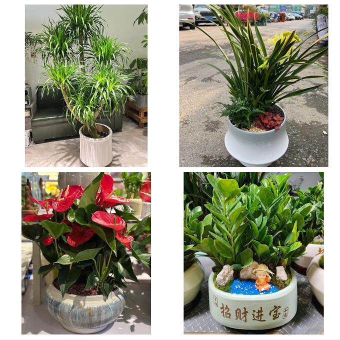 开业乔迁绿植发财树绿萝临沂市平邑莒南县蒙阴临沭县同城花店配送