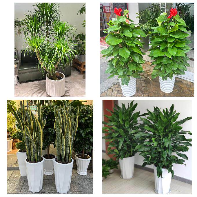 开业乔迁绿植发财树绿萝菏泽市巨野郓城县鄄城东明县同城花店配送