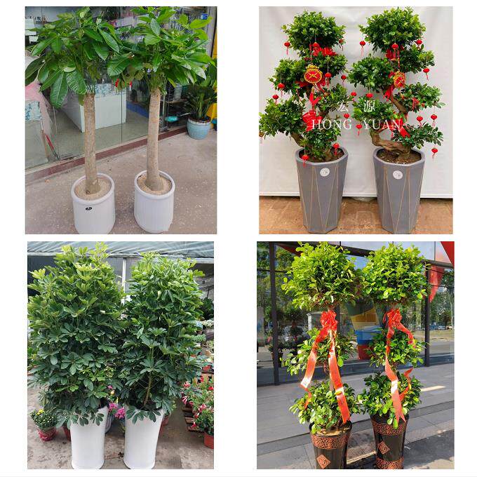阜新市海州新邱太平清河门区同城花店送开业乔迁绿植发财树幸福树