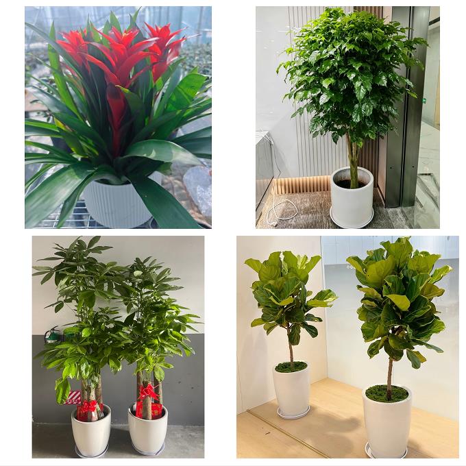 北京石景山区八宝山老山八角同城绿植花店公司开业送发财树金钱树