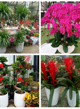 乌鲁木齐市天山区沙依巴克区同城绿植花店公司开业送发财树金钱树