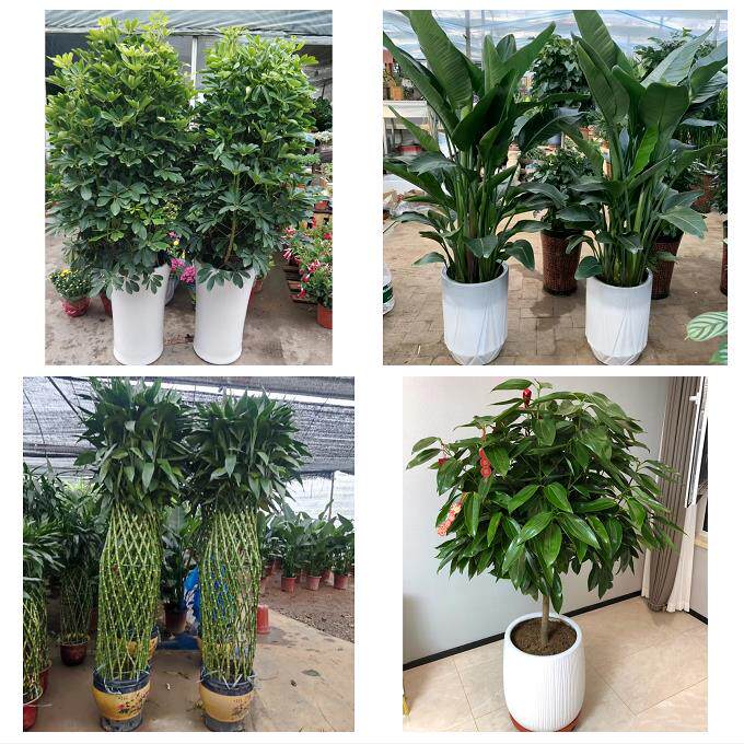 开业乔迁绿植发财树绿萝阜阳市太和阜南颍上县界首市同城花店配送