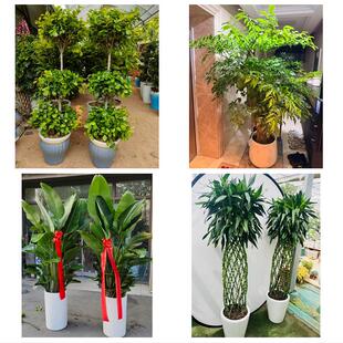永州市零陵区冷水滩区祁阳县同城绿植花店公司开业送发财树金钱树