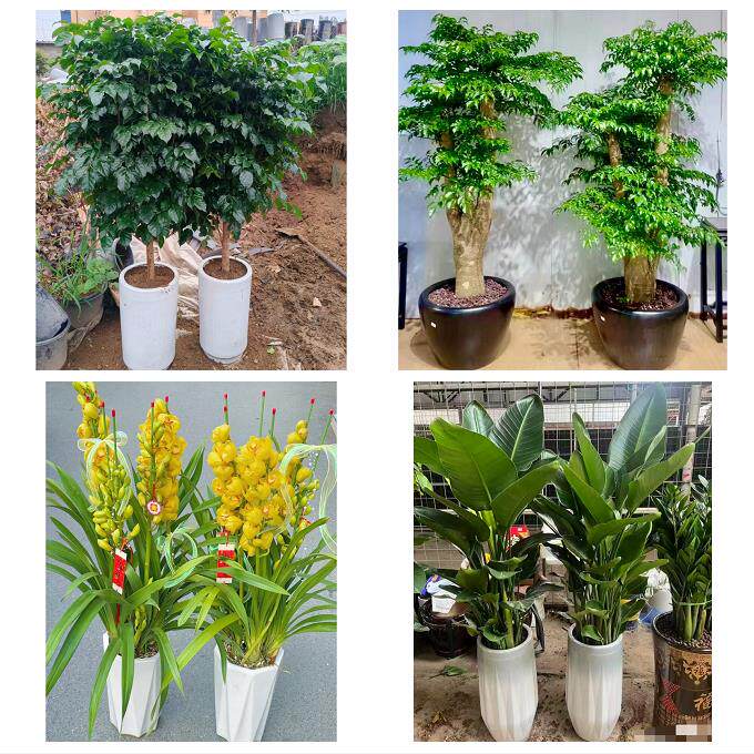 宁夏省吴忠市同心县青铜峡市同城绿植店送发财树幸福树开业入新居