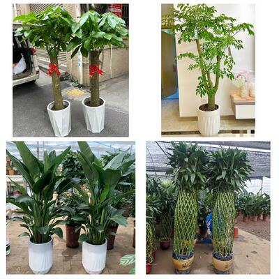 开业乔迁绿植发财树绿萝石家庄市高邑县深泽县赞皇县同城花店配送