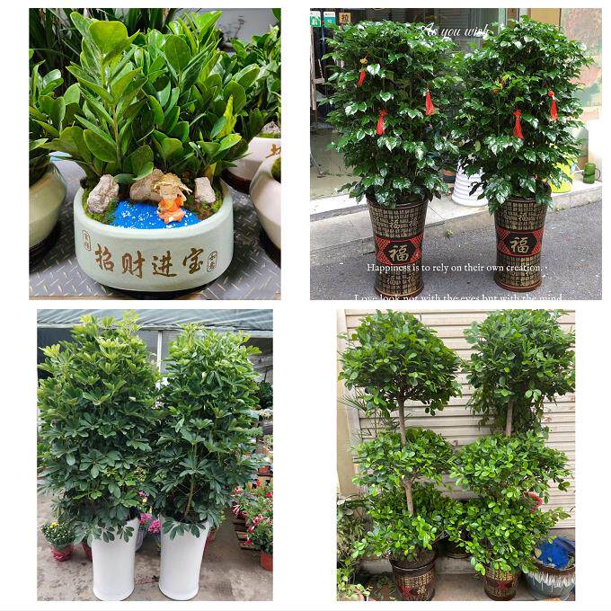 开业乔迁绿植发财树绿萝重庆市潼南荣昌区梁平城口县同城花店配送