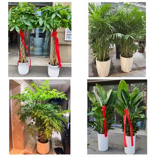 送潮州市湘桥区潮安区饶平县同城绿植花店公司开业送发财树金钱树