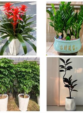 郑州上街惠济区中牟县巩义市同城花店送开业乔迁绿植发财树幸福树