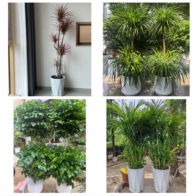 开业乔迁绿植发财树绿萝北京顺义区石园空港双丰旺泉同城花店配送
