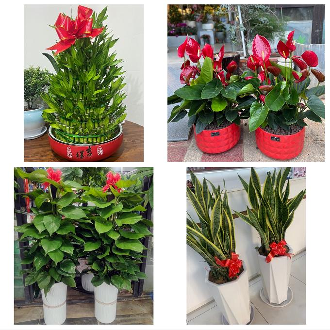 送昆明市宜良县石林县嵩明县绿植店同城配送公司开业发财树绿萝柱