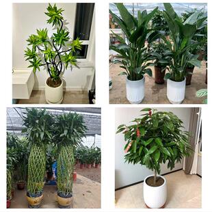 开业乔迁绿植发财树绿萝海口市秀英龙华琼山区美兰区同城花店配送