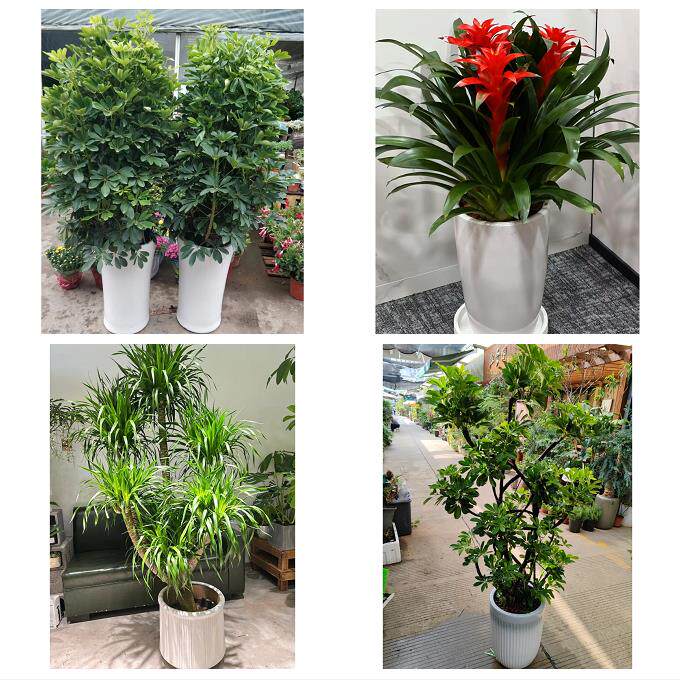 开业乔迁绿植发财树绿萝铜陵市铜官义安区郊区枞阳县同城花店配送