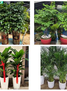 商洛市商州区洛南丹凤商南县花卉店同城配送开业绿植发财树幸福树