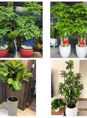 温州市鹿城龙湾区瓯海洞头区花卉店同城配送开业绿植发财树幸福树