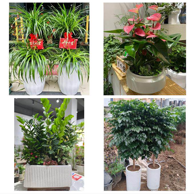 山西运城市盐湖区临猗县万荣县花店同城送发财树公司开业乔迁绿植