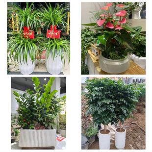 山西运城市盐湖区临猗县万荣县花店同城送发财树公司开业乔迁绿植