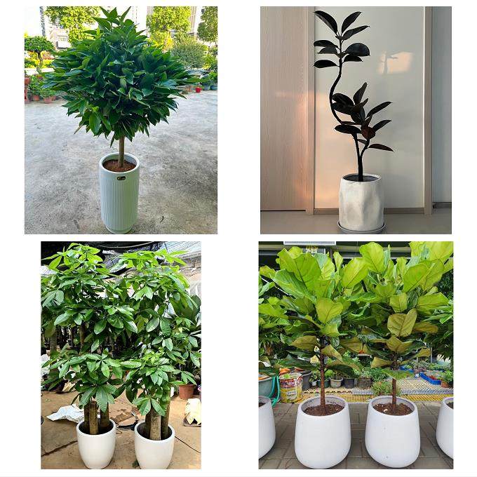 送深圳市光明新区公明龙华镇同城花店送开业乔迁绿植发财树幸福树