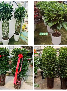 芜湖市芜湖县繁昌南陵无为县同城绿植花店公司开业送发财树金钱树