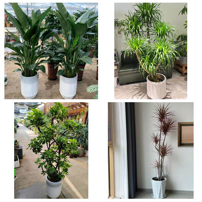 开业乔迁绿植发财树绿萝上海市黄浦区南京的东路外滩同城花店配送