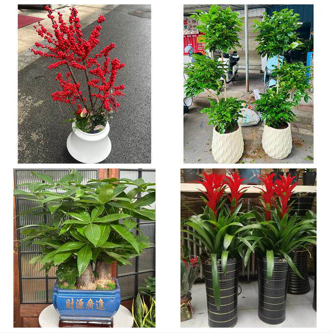 重庆市江津黔江区长寿合川区同城绿植店送发财树幸福树开业入新居