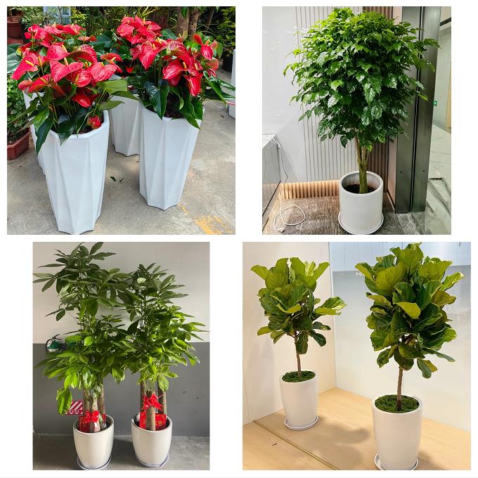 郑州市荥阳新密市新郑登封市同城绿植花店公司开业送发财树金钱树