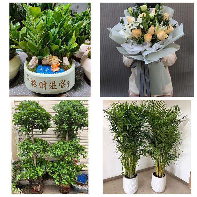 开业乔迁绿植发财树绿萝重庆市永川南川铜梁区璧山区同城花店配送