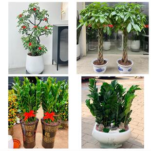 大同市阳高天镇广灵县灵丘县花卉店同城配送开业绿植发财树幸福树