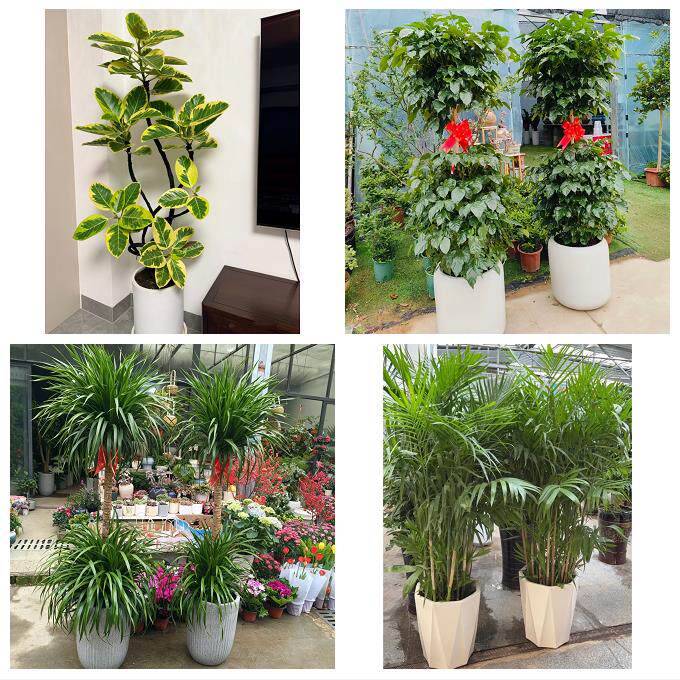 送昆明市宜良县石林县嵩明县同城绿植花店公司开业送发财树金钱树