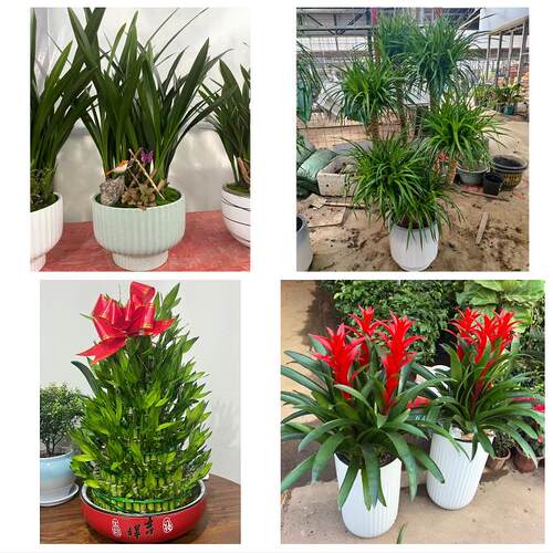 送大庆市红岗区大同区肇州县绿植店同城配送公司开业发财树绿萝柱