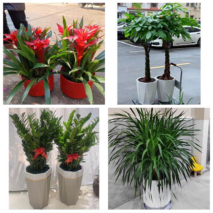 开业乔迁绿植发财树绿萝邵阳市新邵县邵阳隆回洞口县同城花店配送