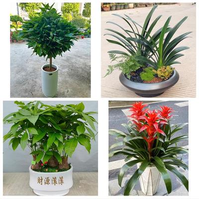 广州市荔湾越秀海珠区天河区同城花店送开业乔迁绿植发财树幸福树