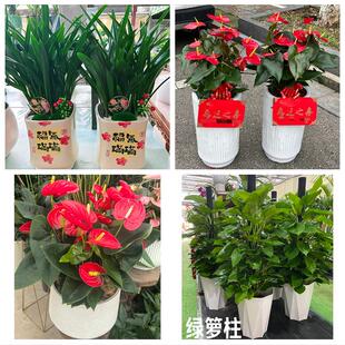 晋中市昔阳寿阳县太谷县祁县花卉店同城配送开业绿植发财树幸福树