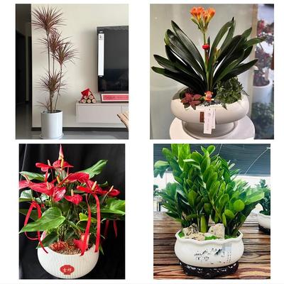 张家口桥东桥西宣化下花园区同城绿植店送发财树幸福树开业入新居