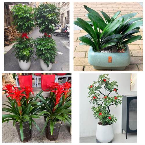 送德阳市旌阳区中江县罗江县花卉店同城配送开业绿植发财树幸福树