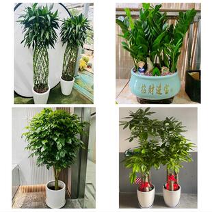 芜湖市镜湖弋江鸠江区三山区同城绿植花店公司开业送发财树金钱树