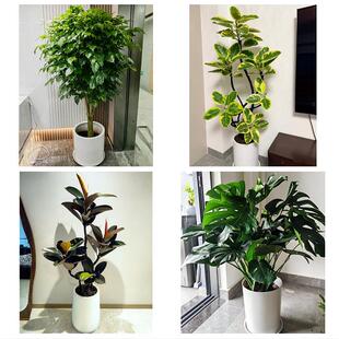上海市奉贤区南桥奉城庄行镇同城绿植花店公司开业送发财树金钱树
