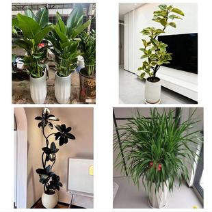 泉州市鲤城丰泽区洛江泉港区同城绿植店送发财树幸福树开业入新居