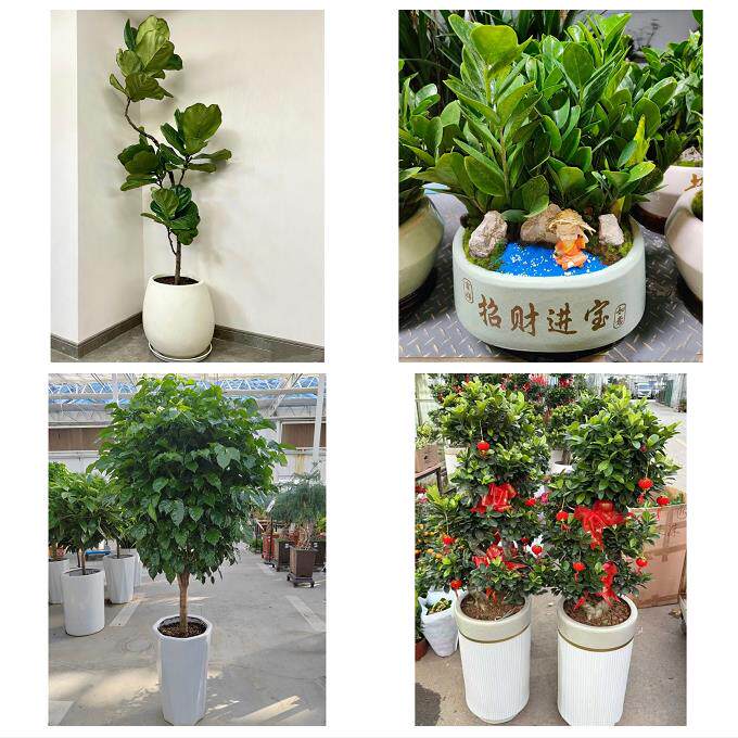 开业乔迁绿植发财树绿萝巴中巴州恩阳区通江南江平昌同城花店配送