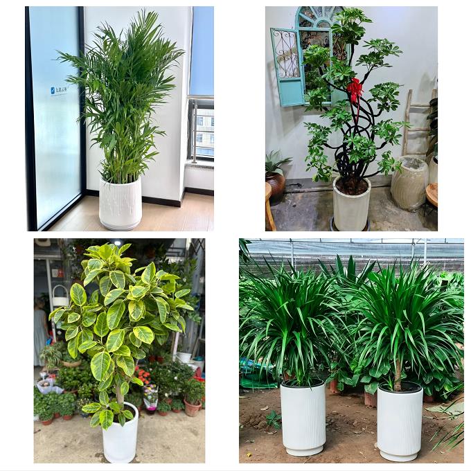 上海市浦东新区三林惠南周浦绿植店同城配送公司开业发财树绿萝柱