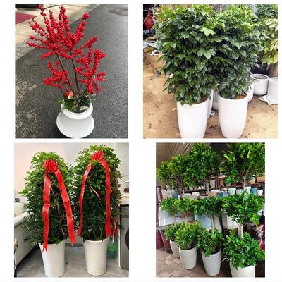 泸州市泸县合江县叙永古蔺县同城绿植店送发财树幸福树开业入新居