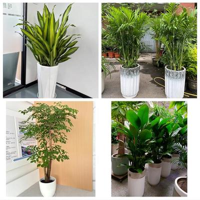 天津武清区大孟庄泗村店河西务花店同城送发财树公司开业乔迁绿植