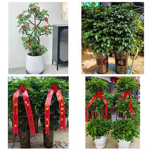 送来宾市兴宾区忻城县象州县花卉店同城配送开业绿植发财树幸福树