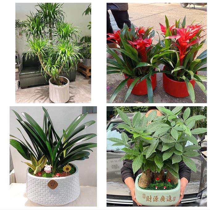 开业乔迁绿植发财树绿萝日照市东港岚山区五莲县莒县同城花店配送