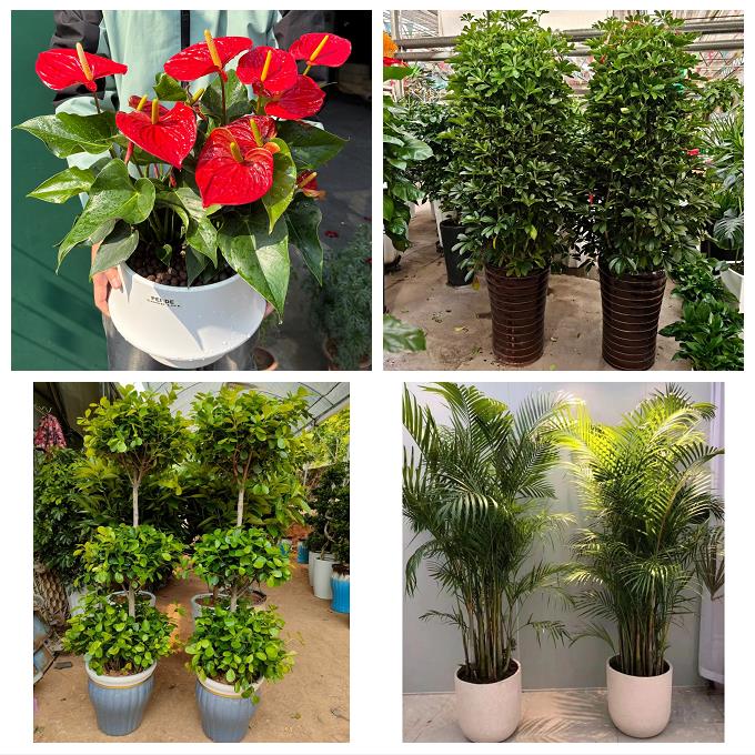 锦州市黑山县义县凌海北镇市同城绿植花店公司开业送发财树金钱树