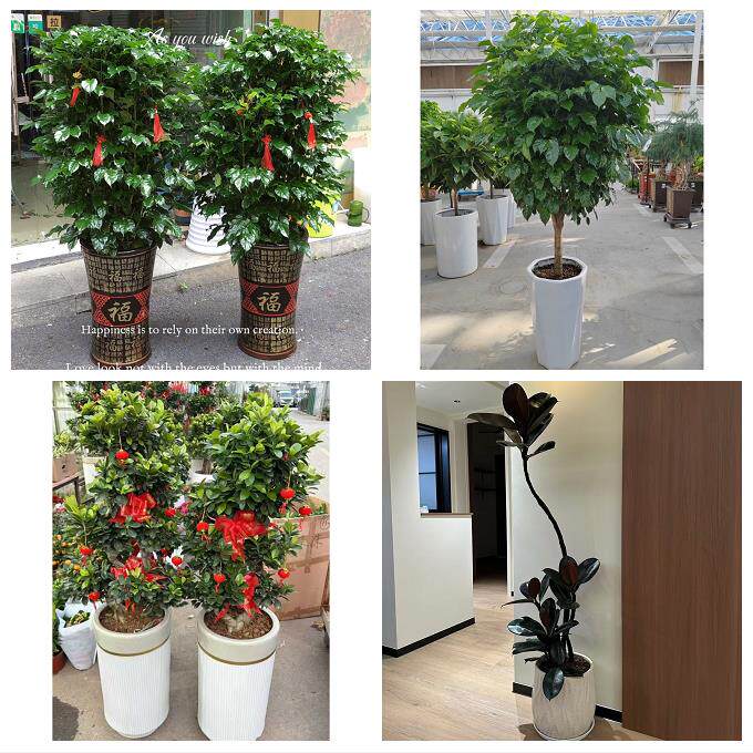 开业乔迁绿植发财树绿萝送台州市仙居县温岭市临海市同城花店配送