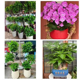 深圳龙岗区布吉坂田南湾平湖同城绿植店送发财树幸福树开业入新居