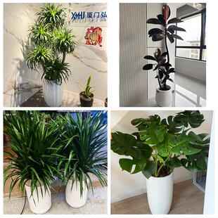 怀化市溆浦会同县麻阳新晃县花卉店同城配送开业绿植发财树幸福树