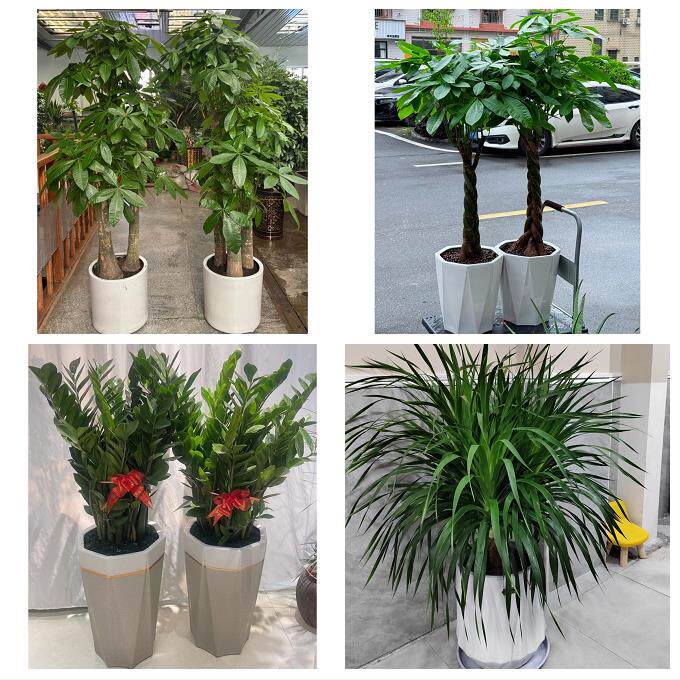 开业乔迁绿植发财树绿萝吴忠市利通区红寺堡区盐池县同城花店配送