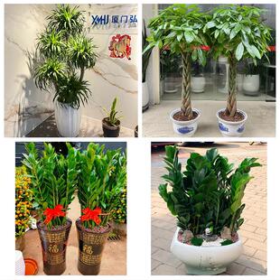 怀化市芷江靖州通道县洪江市花卉店同城配送开业绿植发财树幸福树